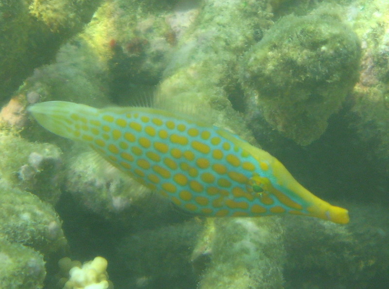 Taveuni-Island-Fiji-Underwater-Snorkeling-Pictures-108