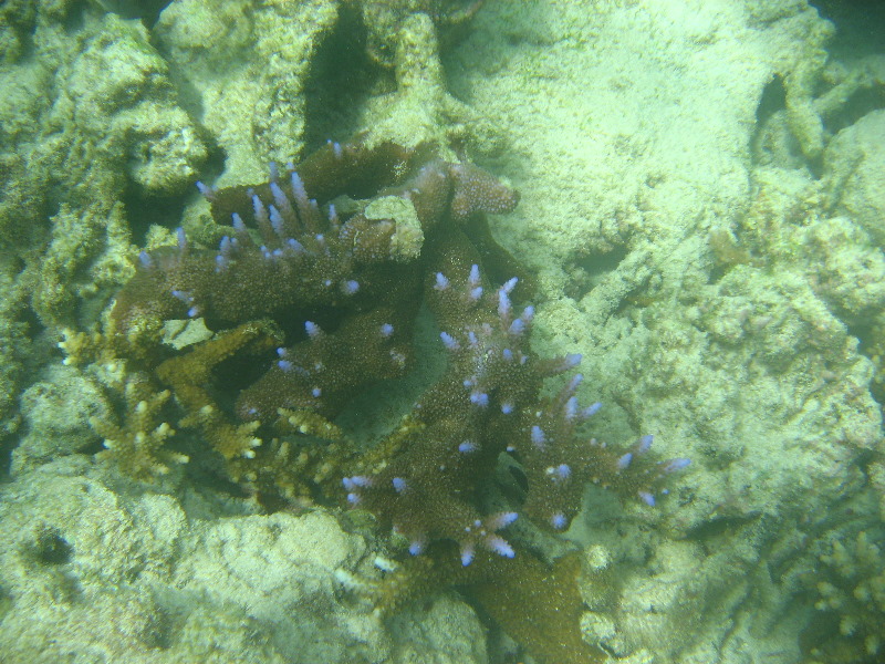 Taveuni-Island-Fiji-Underwater-Snorkeling-Pictures-109