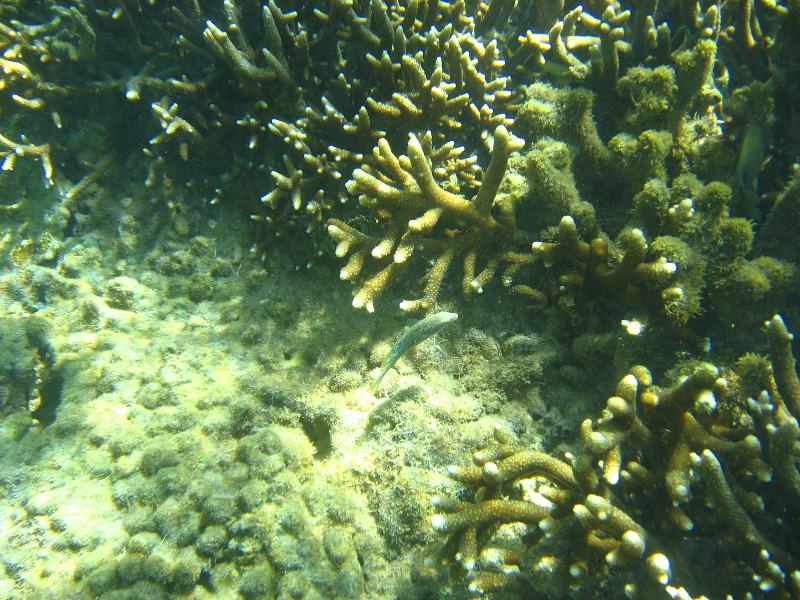 Taveuni-Island-Fiji-Underwater-Snorkeling-Pictures-110