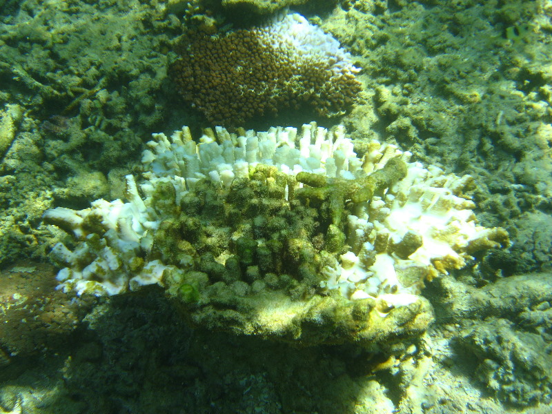 Taveuni-Island-Fiji-Underwater-Snorkeling-Pictures-115