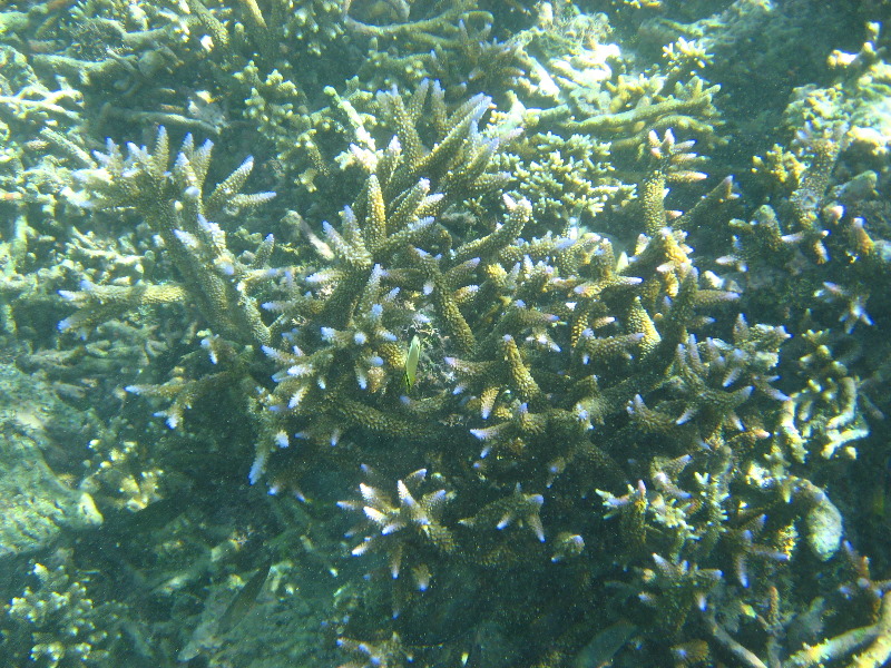 Taveuni-Island-Fiji-Underwater-Snorkeling-Pictures-119