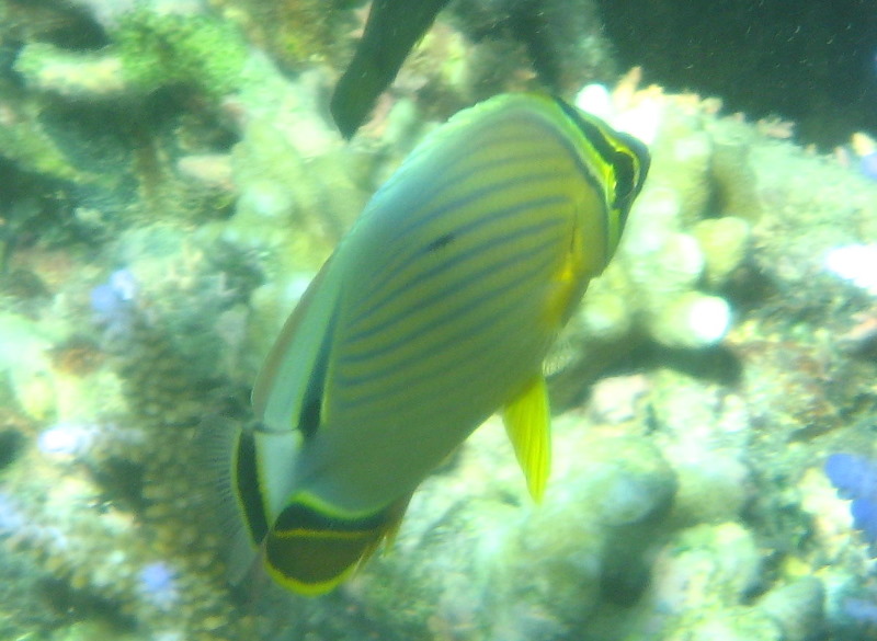 Taveuni-Island-Fiji-Underwater-Snorkeling-Pictures-125