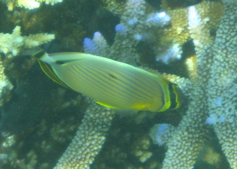 Taveuni-Island-Fiji-Underwater-Snorkeling-Pictures-126