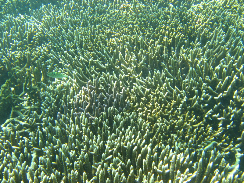 Taveuni-Island-Fiji-Underwater-Snorkeling-Pictures-134