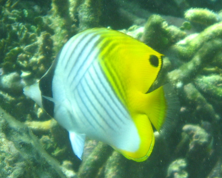 Taveuni-Island-Fiji-Underwater-Snorkeling-Pictures-135