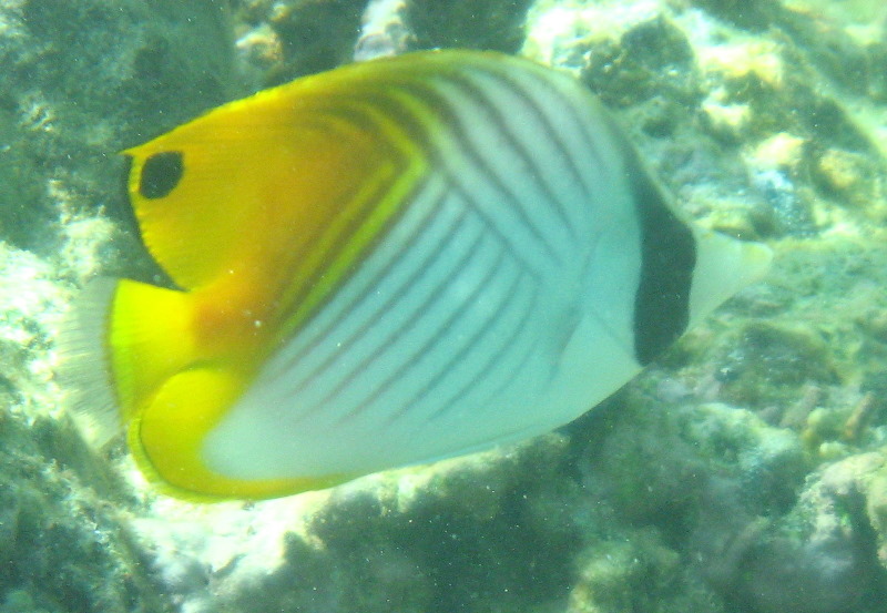 Taveuni-Island-Fiji-Underwater-Snorkeling-Pictures-136