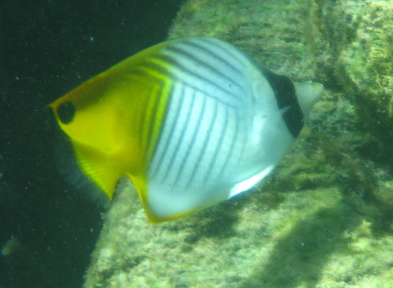 Taveuni-Island-Fiji-Underwater-Snorkeling-Pictures-137