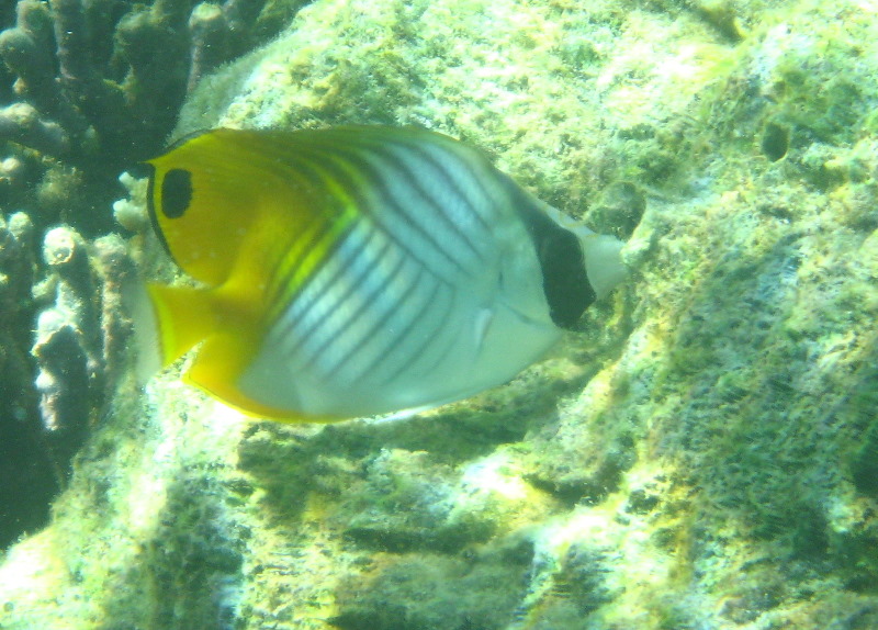 Taveuni-Island-Fiji-Underwater-Snorkeling-Pictures-138