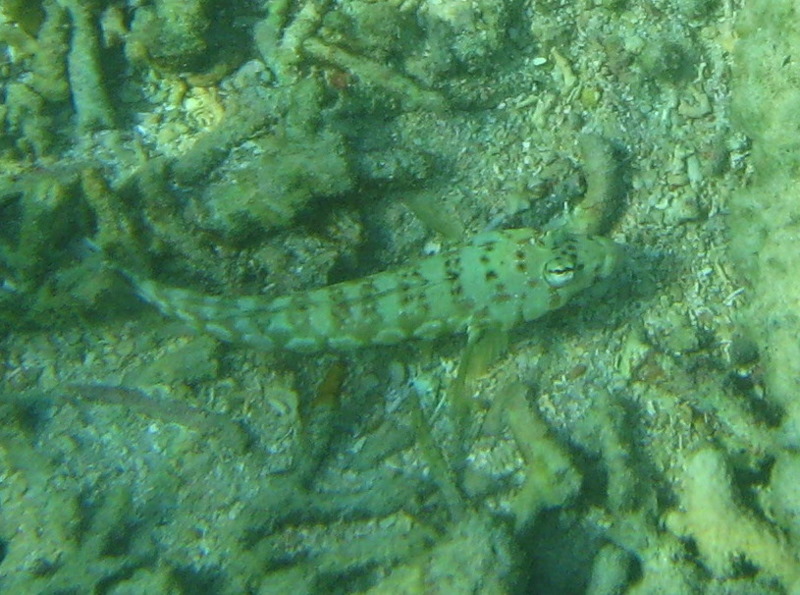 Taveuni-Island-Fiji-Underwater-Snorkeling-Pictures-141