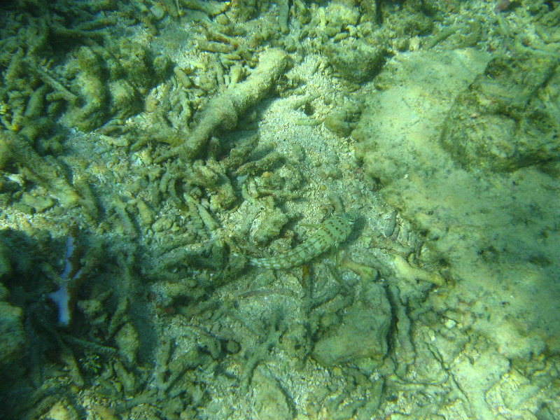 Taveuni-Island-Fiji-Underwater-Snorkeling-Pictures-142