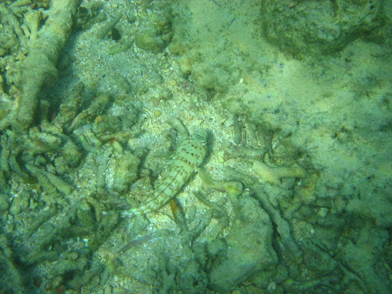 Taveuni-Island-Fiji-Underwater-Snorkeling-Pictures-143