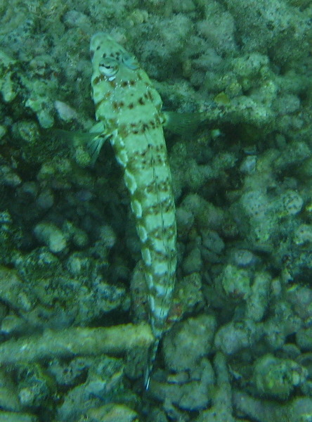 Taveuni-Island-Fiji-Underwater-Snorkeling-Pictures-144