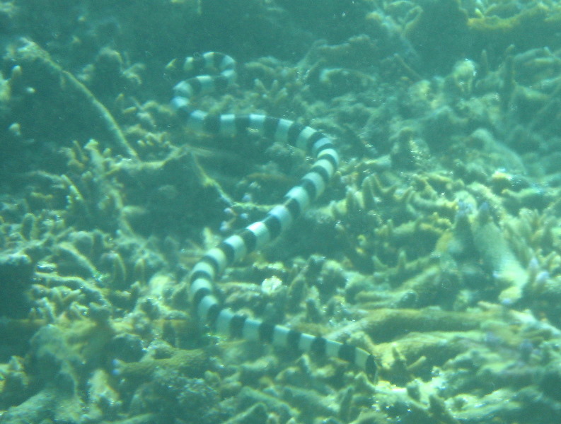 Taveuni-Island-Fiji-Underwater-Snorkeling-Pictures-146