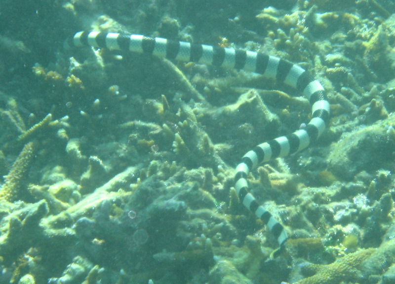 Taveuni-Island-Fiji-Underwater-Snorkeling-Pictures-149