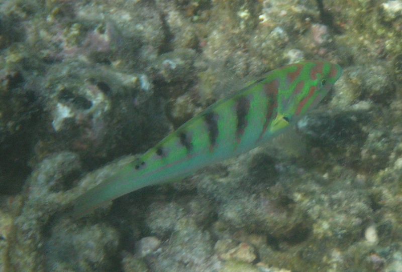 Taveuni-Island-Fiji-Underwater-Snorkeling-Pictures-153