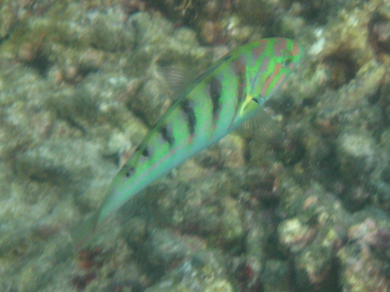 Taveuni-Island-Fiji-Underwater-Snorkeling-Pictures-154