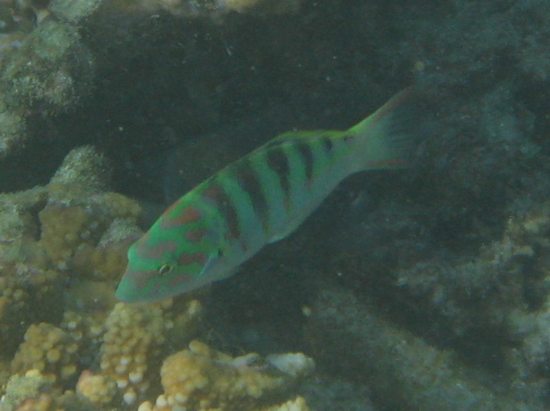 Taveuni-Island-Fiji-Underwater-Snorkeling-Pictures-158