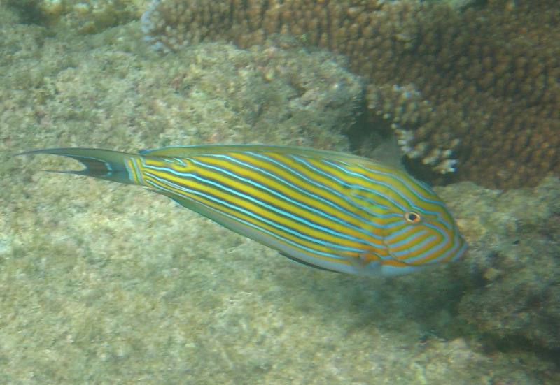 Taveuni-Island-Fiji-Underwater-Snorkeling-Pictures-159