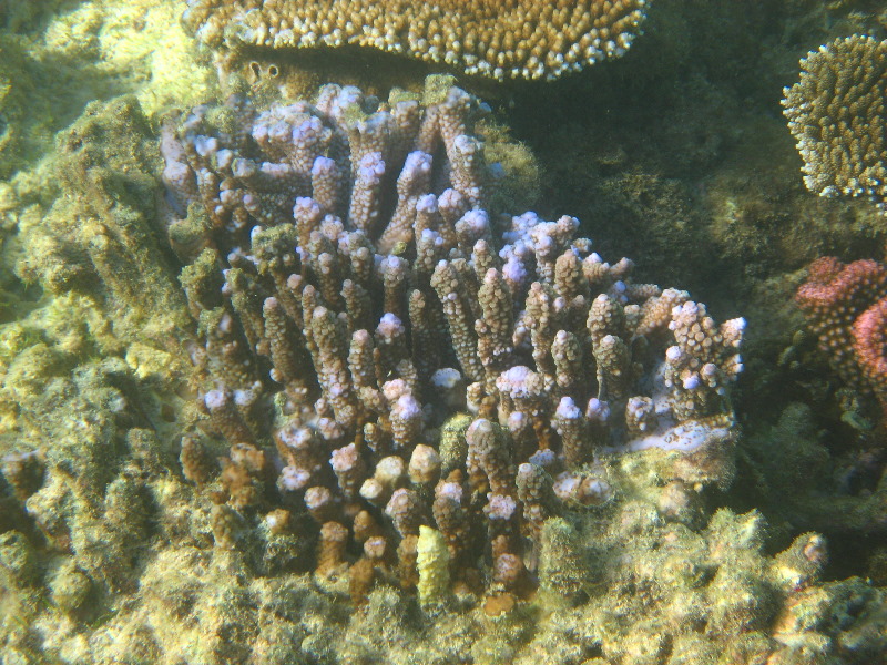 Taveuni-Island-Fiji-Underwater-Snorkeling-Pictures-161