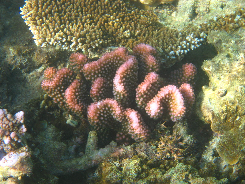 Taveuni-Island-Fiji-Underwater-Snorkeling-Pictures-162