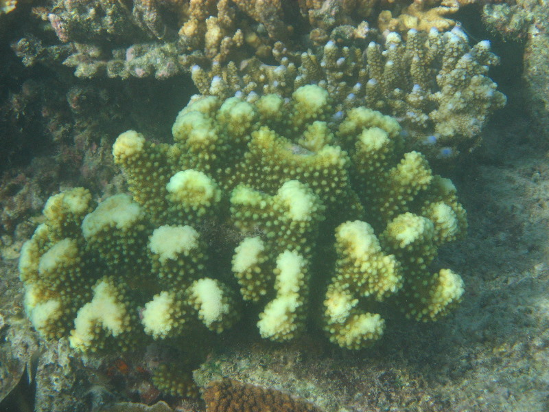 Taveuni-Island-Fiji-Underwater-Snorkeling-Pictures-164