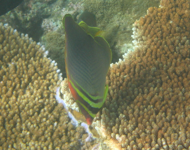 Taveuni-Island-Fiji-Underwater-Snorkeling-Pictures-165