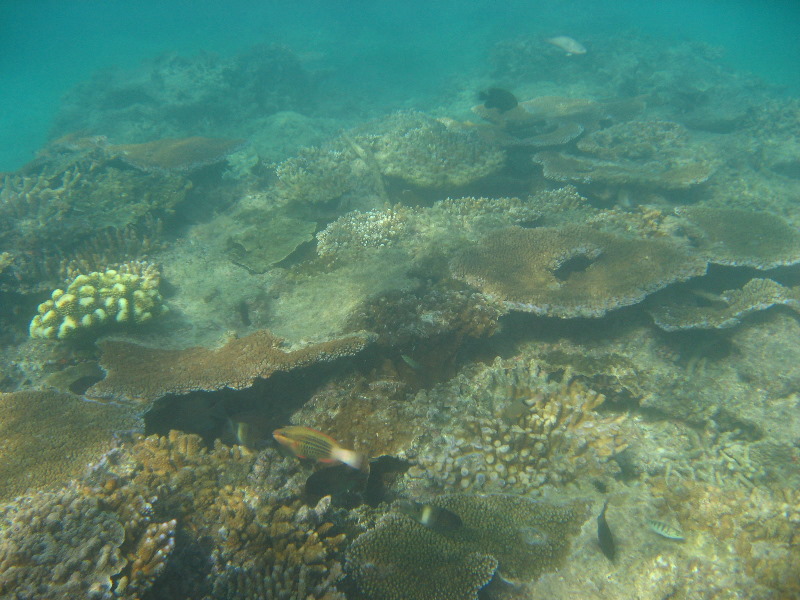 Taveuni-Island-Fiji-Underwater-Snorkeling-Pictures-172