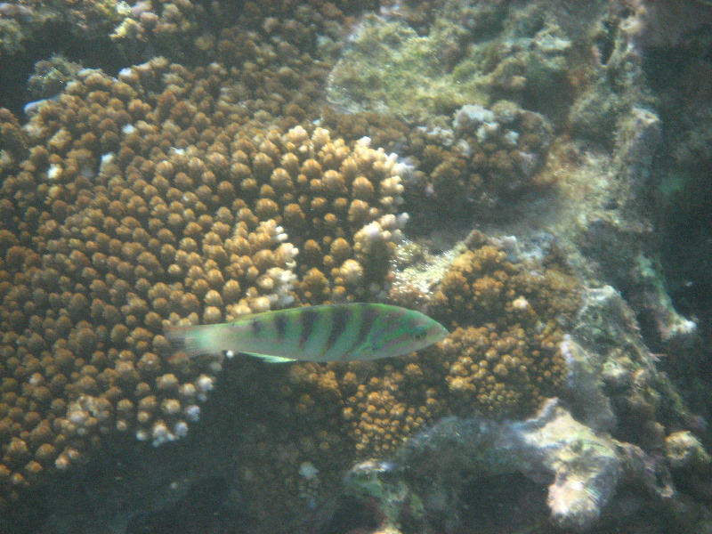 Taveuni-Island-Fiji-Underwater-Snorkeling-Pictures-178