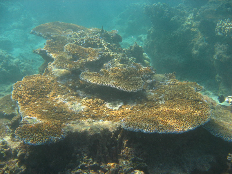 Taveuni-Island-Fiji-Underwater-Snorkeling-Pictures-180