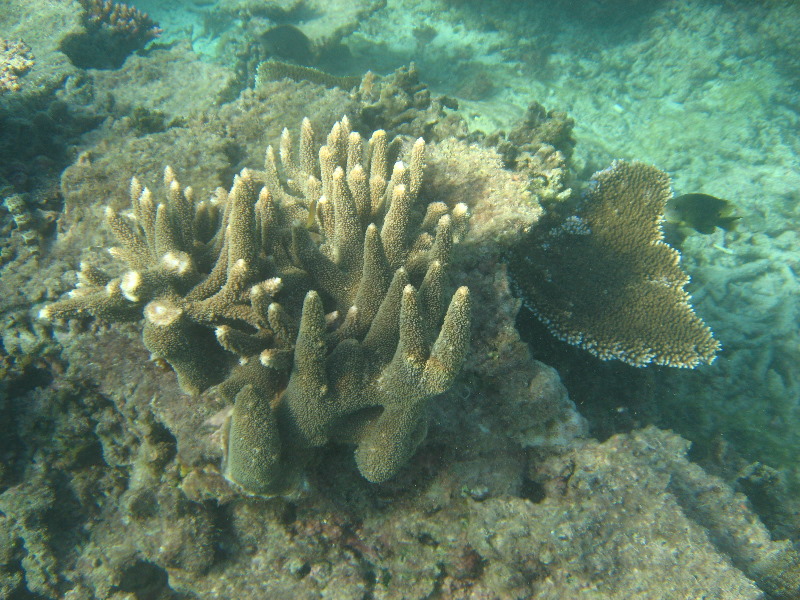 Taveuni-Island-Fiji-Underwater-Snorkeling-Pictures-182