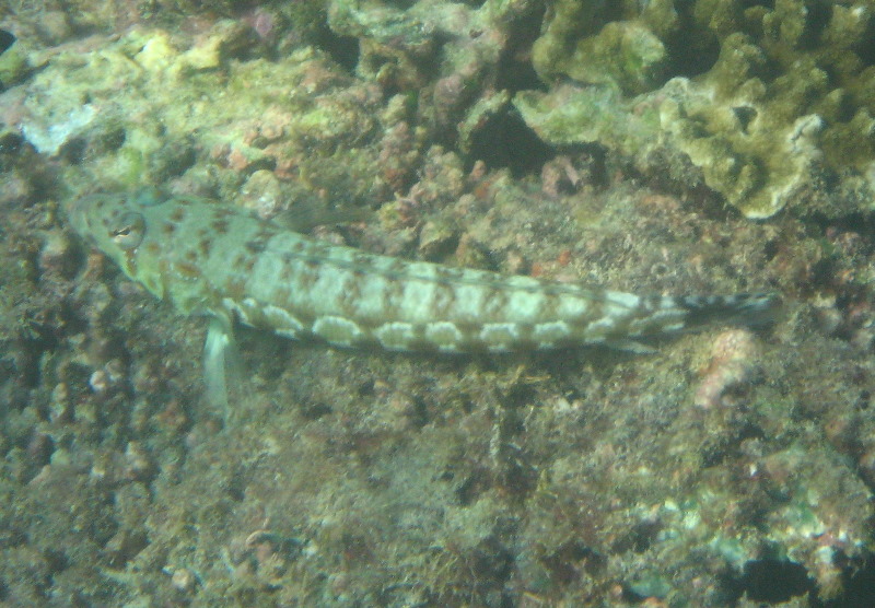 Taveuni-Island-Fiji-Underwater-Snorkeling-Pictures-183