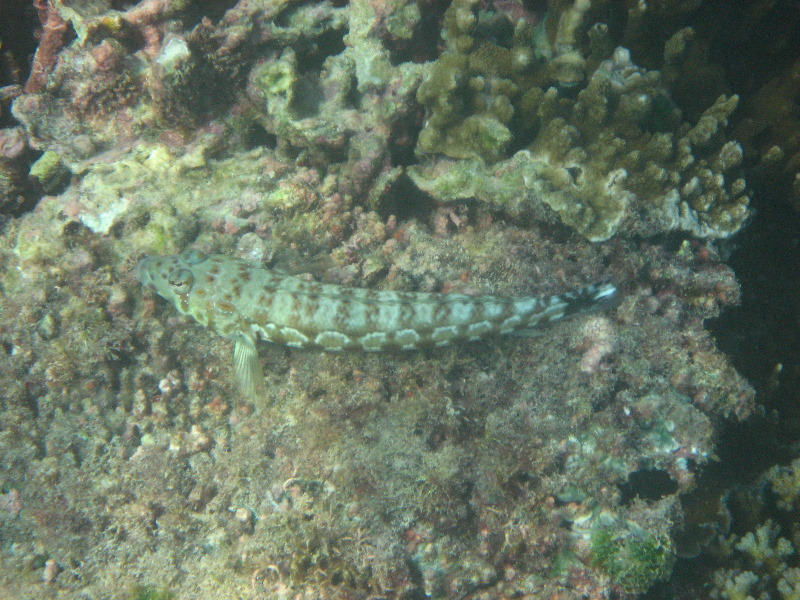 Taveuni-Island-Fiji-Underwater-Snorkeling-Pictures-184