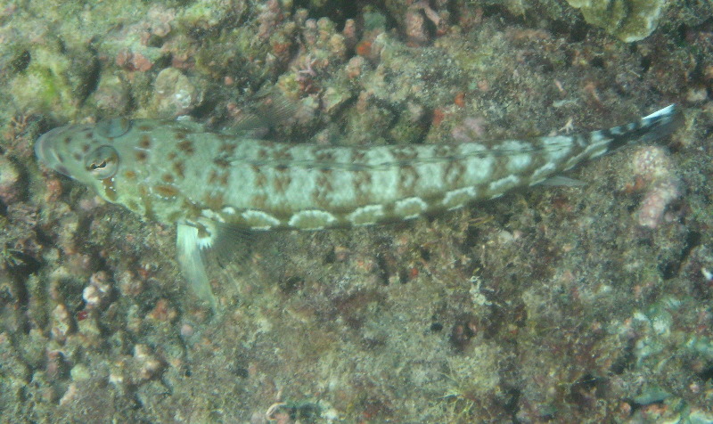 Taveuni-Island-Fiji-Underwater-Snorkeling-Pictures-185