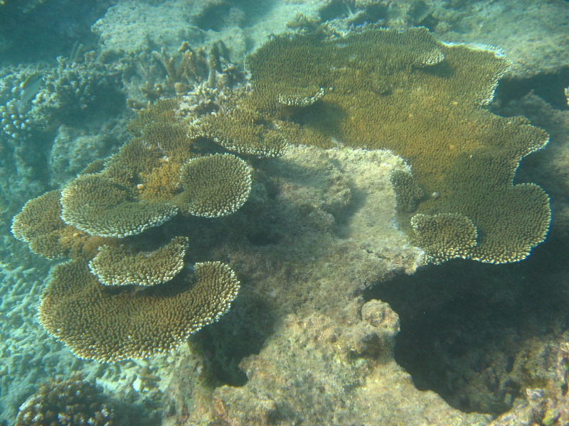 Taveuni-Island-Fiji-Underwater-Snorkeling-Pictures-187