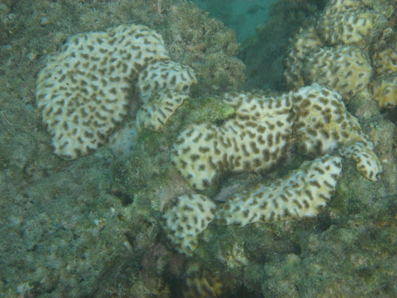 Taveuni-Island-Fiji-Underwater-Snorkeling-Pictures-191