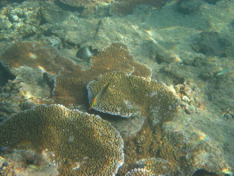 Taveuni-Island-Fiji-Underwater-Snorkeling-Pictures-192