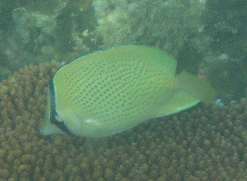 Taveuni-Island-Fiji-Underwater-Snorkeling-Pictures-193