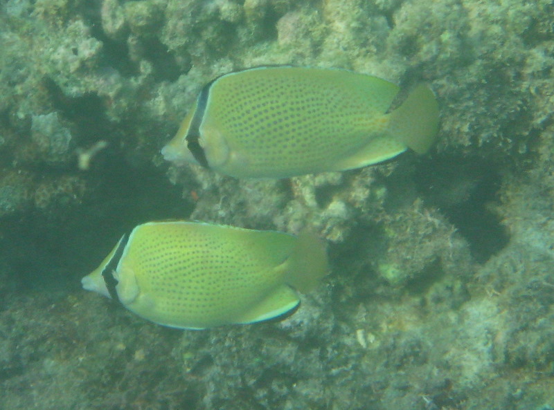 Taveuni-Island-Fiji-Underwater-Snorkeling-Pictures-194