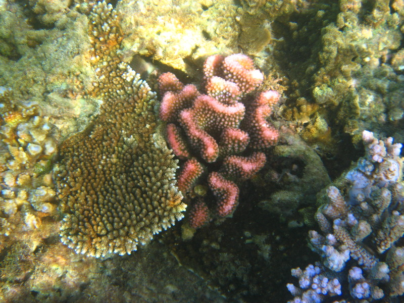 Taveuni-Island-Fiji-Underwater-Snorkeling-Pictures-196