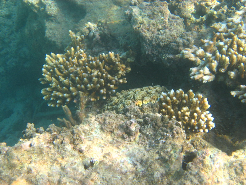 Taveuni-Island-Fiji-Underwater-Snorkeling-Pictures-197