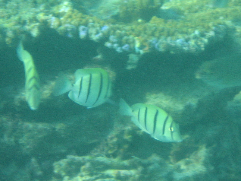 Taveuni-Island-Fiji-Underwater-Snorkeling-Pictures-199