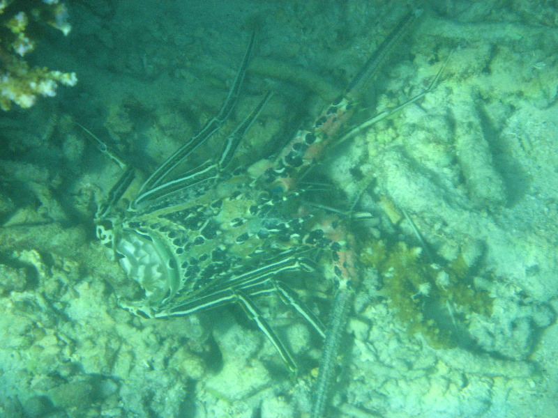 Taveuni-Island-Fiji-Underwater-Snorkeling-Pictures-201