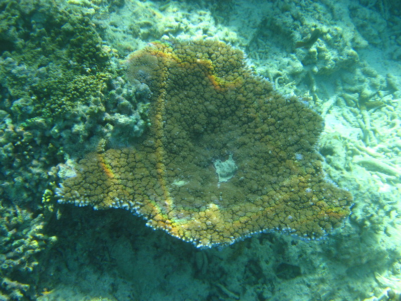 Taveuni-Island-Fiji-Underwater-Snorkeling-Pictures-203