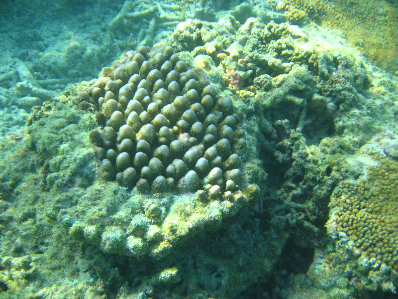 Taveuni-Island-Fiji-Underwater-Snorkeling-Pictures-204