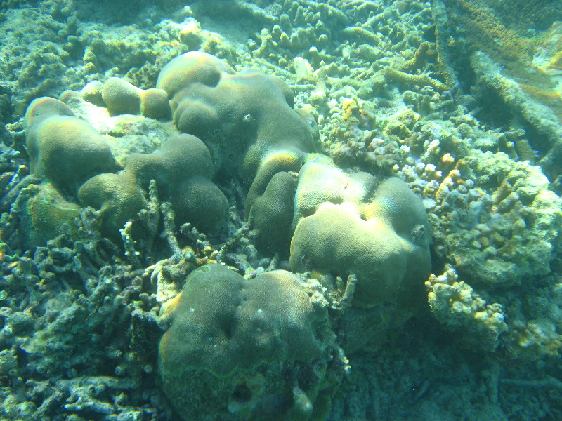 Taveuni-Island-Fiji-Underwater-Snorkeling-Pictures-205