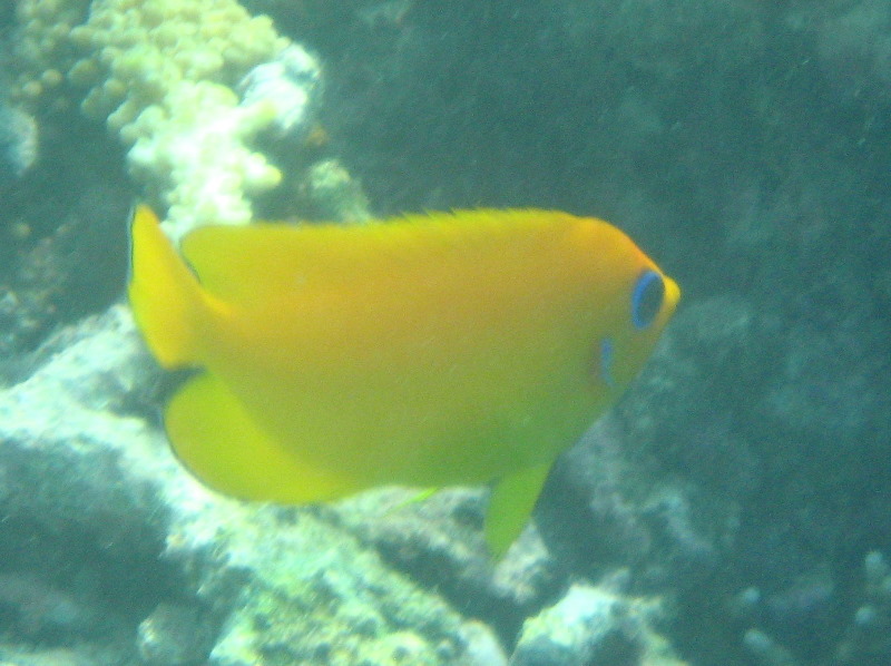 Taveuni-Island-Fiji-Underwater-Snorkeling-Pictures-206