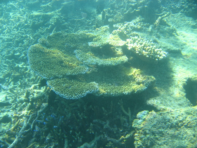 Taveuni-Island-Fiji-Underwater-Snorkeling-Pictures-207