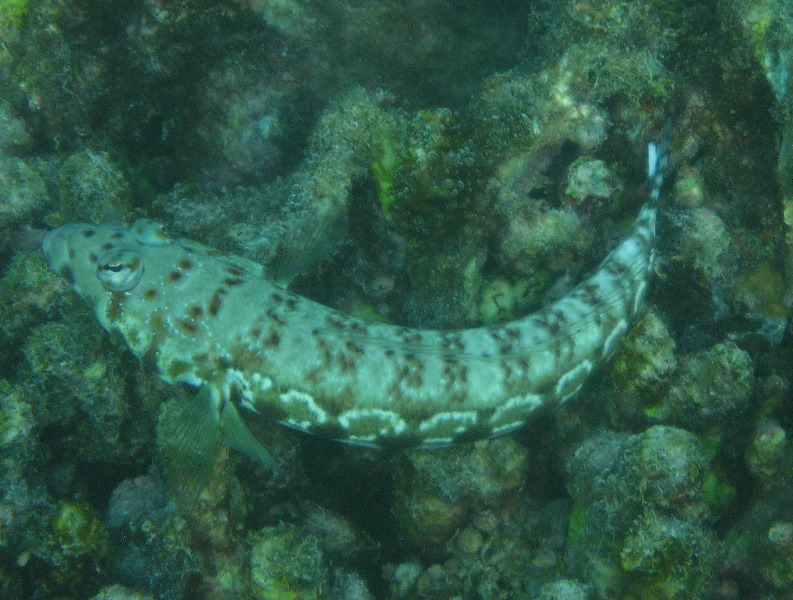 Taveuni-Island-Fiji-Underwater-Snorkeling-Pictures-208