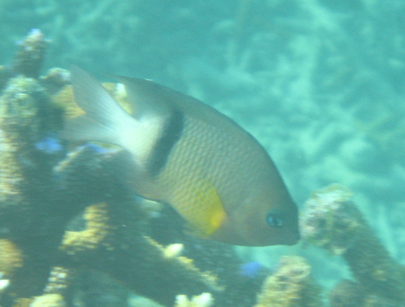 Taveuni-Island-Fiji-Underwater-Snorkeling-Pictures-210