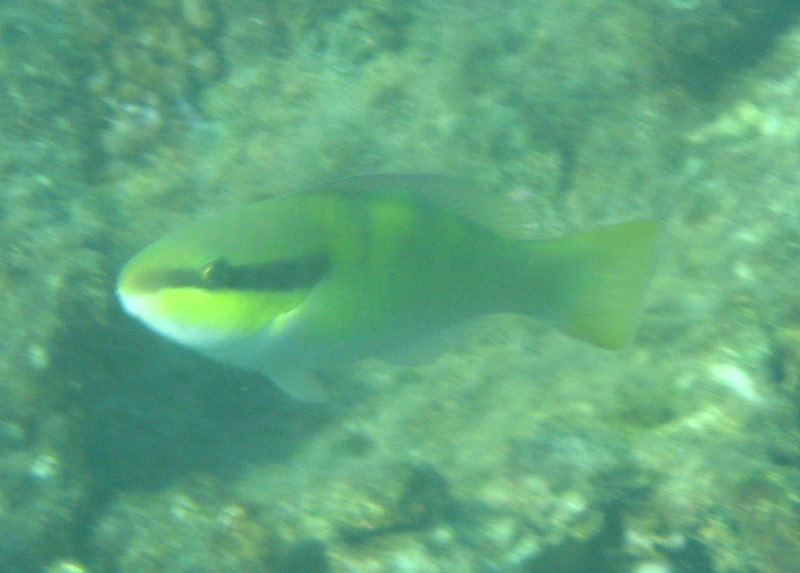 Taveuni-Island-Fiji-Underwater-Snorkeling-Pictures-213